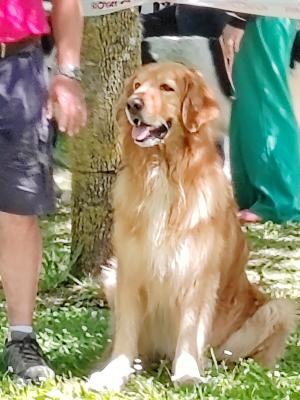 6 ans : Expo d'Aigrefeuille d'Aunis Classe ouverte : 2e excellent, RCACS