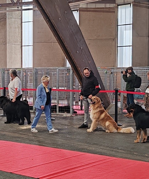 4e excellent à la Spéciale de race de Poitiers, classe ouverte