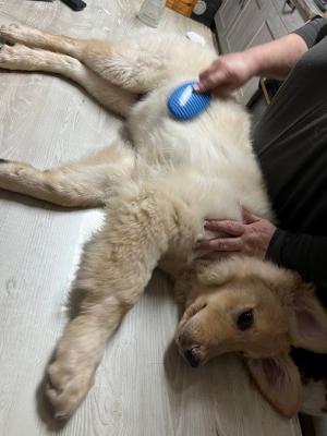 Petite séance de toilettage