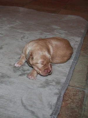 SOURIS (collier gris) Femelle blonde